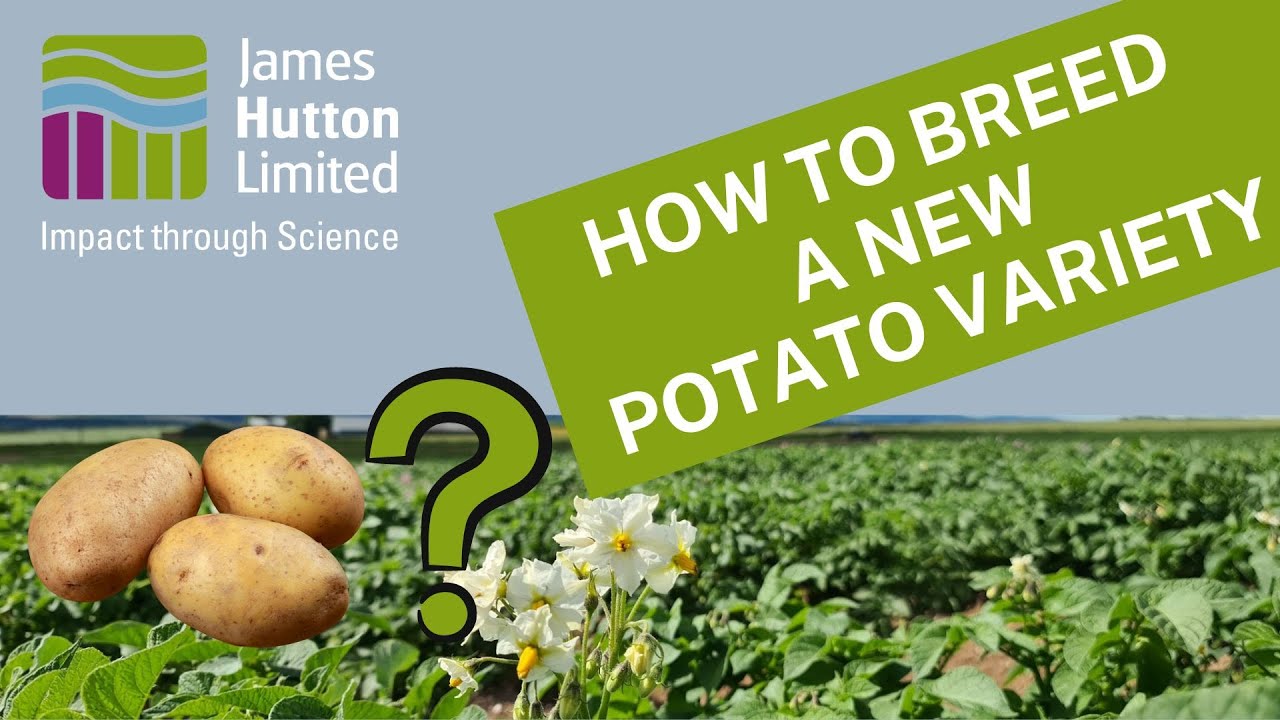 How To Breed A New Potato Variety - In A Nutshell - YouTube