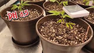 Clone Grow with #DantesInferno, #WyKiki, #CapJunky, #ZombieKush, #LondonMintCake, #Seriotica