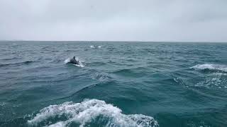 Huge Pod of Bottlenose Dolphins - 100+ - Malin Head, Ireland