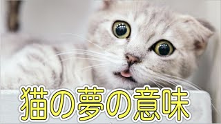 夢占い【猫の夢】の意味は？女性のライバル登場？！男女で違う夢解釈！