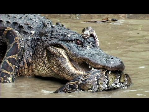 Python Vs Alligator 14 -- Real Fight -- Python Attacks Alligator - YouTube