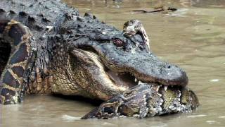 Python vs Alligator 14 -- Real Fight -- Python attacks Alligator