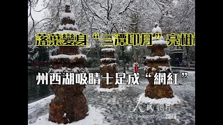 落葉變身“三潭印月”亮相杭州西湖吸睛十足成“網紅”