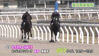 【2014育成馬展示会　調教映像】№55 セイカホールの12