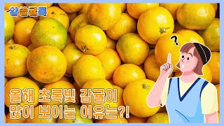 🔎알아두면 쓸모있는 감귤 톡톡! 알쓸귤톡 [올해 초록빛 감귤이 많이 보이는 이유는?!]🔍