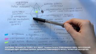 Билет 015. РОМБОВИДНЫЙ МОЗГ. ПРОЕКЦИЯ ЯДЕР ЧЕРЕПНЫХ НЕРВОВ. ПЕРЕШЕЕК. ЧЕТВЁРТЫЙ ЖЕЛУДОЧЕК.