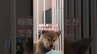 眠くてたまらない柴子犬　　　　　　　　#柴犬 #子犬 #眠い #かわいい #癒し #犬のいる暮らし #ふわもこ部 #犬好きさんと繋がりたい #ペット #ShibaInu #Puppy #Sleepy