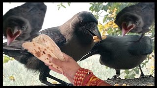 Crow Sound Crow Ki Awaz | Natural Crow Sound Crow Ki Awaz |