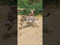 #animals #donkey #youtubeshorts #pets #shorts