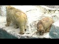 【天王寺動物園】なかよく足まっくろ♪仔ぐまのホウちゃんとイッちゃんお母さん tennouji zoo baby polar bear houchan and her mom icchan.