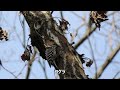 【野鳥観察 ランニング】アオゲラやシロハラ等26種　桜ヶ丘公園