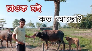 চাওক মই ক'ত আছো। এটা চাবলগীয় ভিডিঅ।