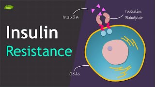 مقاومة الانسولين | Insulin Resistance