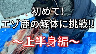 ド素人が鹿の解体に挑戦してみます。～上半身編～　#エゾ鹿狩猟＃初解体