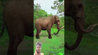 Jungle safari l Amit ff comedy video viral l BADAl Comedy Channel #amitffytcomedy #comedyvideos