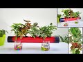 Creative Planting Ideas at Home /Self Watering System for Plants