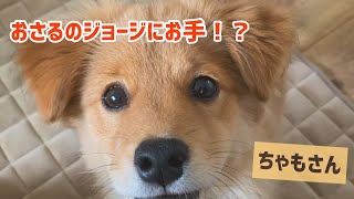 【柴犬×トイプードルの柴プー　ちゃもさん】おさるのジョージにお手をするの巻