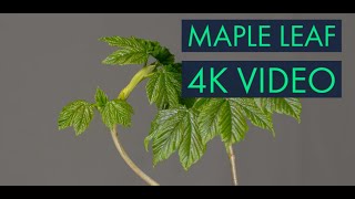 Maple Leaf in 4K Video