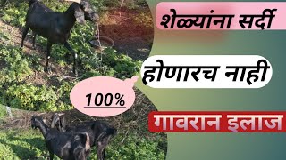 पावसाळ्यात शेळ्यांना सर्दी होणारच नाही, उस्मानाबादी शेळी, arvee goat farm.