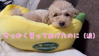 愛犬にベッド買ってあげたら使い方間違ってるからChihuahua and maltipoo