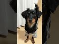 成犬でも反応した dog ミニチュアダックスフント dachshund ミニチュアダックスフンド チワックス チワワ dog ペット dachshund 愛犬 犬のいる暮らし