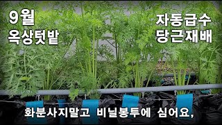 옥상텃밭,  4일안에 당근 발아방법, 가을 당근재배, 자동급수, 비닐봉투에 50개 당근키우기,