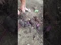 Harvesting Ube #shorts #shortvideo