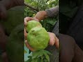 💥fresh fruits harvest in my garden 2 வகையான பழங்கள் அறுவடை பண்ணலாம் வாங்க 😍😍 shorts nature