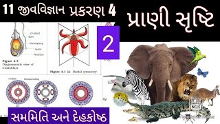 11 જીવવિજ્ઞાન પ્રકરણ 4 ભાગ 2 સમમિતી અને દેહકોષ્ઠ