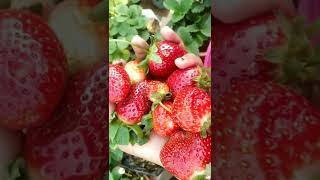 ছাদ বাগানের strawberry