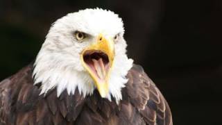 Lead ammunition takes toll on bald eagle population