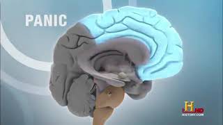 The Brain Decoding - Documentary Full HD