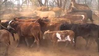 rlms 2012-173 Selous 51 Cows \u0026 Calves