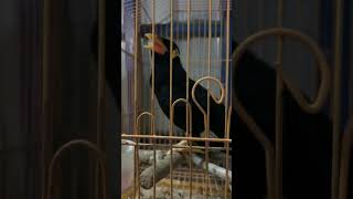 អាវងចេះនីយាយ Black bird talk