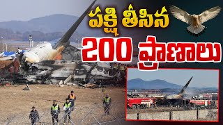 పక్షి తీసిన 200 ప్రాణాలు | Plane Crash in South Korea | Jeju Aircraft | Telugu News | Aadhan Live