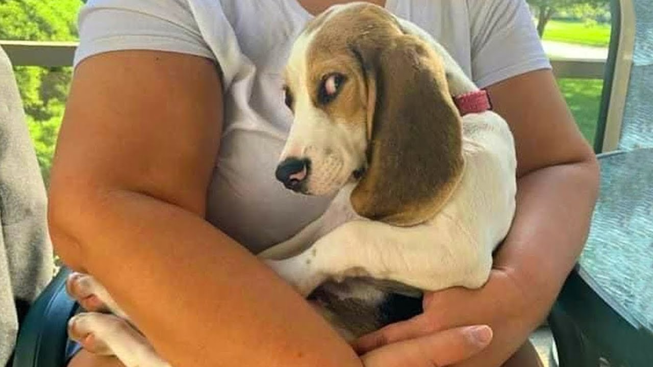 Dog Is Beyond Funny And Cute Funny Pet Videos Youtube