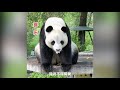 dad builds a bamboo nest for menglan and the sensible panda deserves better care