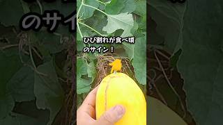 【マクワウリ栽培】ジニア混植の効果。