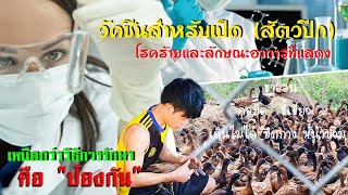 โรคและวัคซีนที่สำคัญของเป็ดไข่ | ป้องกันโรคร้ายเป็ดไข่ ด้วยการฉีดวัคซีนให้ครบทุกระยะ