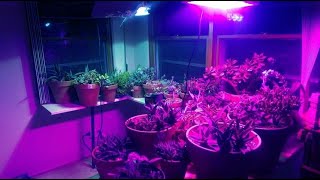 特殊照明 特殊波長 特殊光色 特殊用途 植物 LED燈具訂製