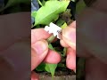 How to graft bougainvillea #shorts