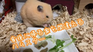 豆苗が美味しすぎて、帰る家を間違えるキンクマハムスターが可愛かった🐹🌼*･