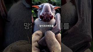 밤에 보면 많이들 놀란다는 박쥐