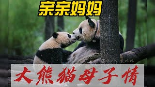 真假母子情：会带崽和不会带崽的大熊猫🐼差别好大，娃不听话就挨胖揍 Baby panda and Mom #pandababy #panda #kissbaby #lovemother