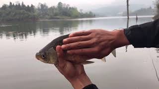 連續野釣260天第29天 春天釣淺灘釣獲超大板鯽 大扁魚