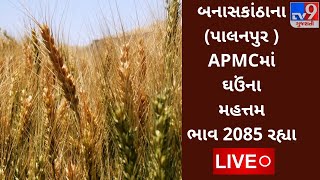 બનાસકાંઠા (પાલનપુર)  APMCમાં ઘઉંના મહત્તમ ભાવ રૂપિયા 2085 રહ્યા,જાણો જુદા જુદા પાકના ભાવ |Tv9