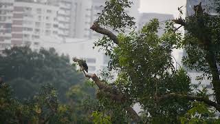 新加坡郊区野生動物_City In Nature_ Grey-headed Fish Eagle 灰头渔雕 \