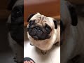 号泣！癒し犬　かわいい　crying dog dont want owner to go to work short