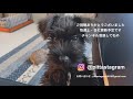 子犬の為に最高のベッドを用意してみた🎉 015 ミニチュアシュナウザーと独身男の暮らし