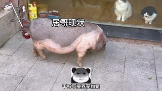 年过完了，猪哥还活着#记录猫咪日常 #猫咪 #萌宠 #猪 #猪肉